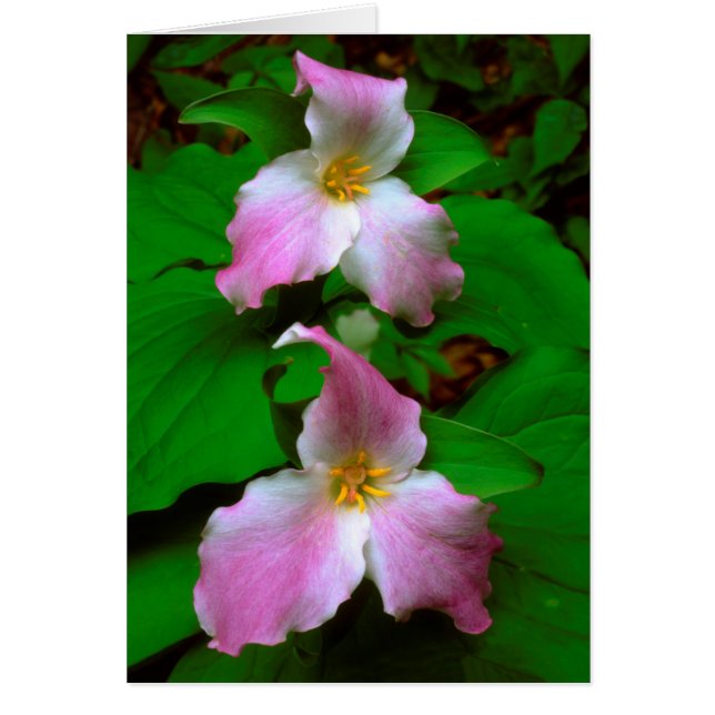 トライリウムの野の花 (正面)