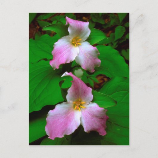 トライリウムの野の花 ポストカード (正面)