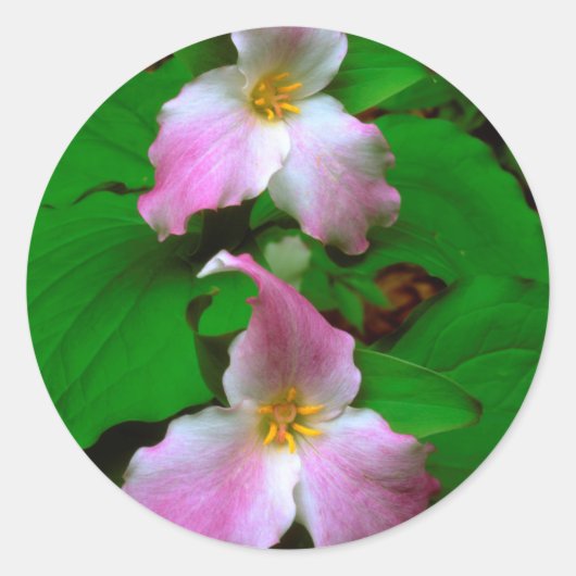 トライリウムの野の花 ラウンドシール (正面)