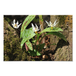 トラウリリフォトプリント フォトプリント