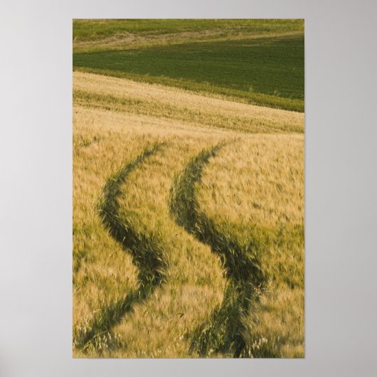 トラクターは小麦、トスカーナ、イタリアを通過 ポスター (正面)