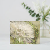 トラゴポゴン – イエローヤギひげ ポストカード (スタンド正面)