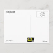 トラゴポゴン – イエローヤギひげ ポストカード (裏面)