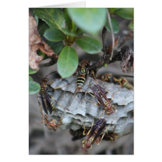 トラッカージャッカー (正面)