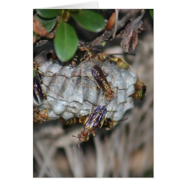 トラッカージャッカー#2 (正面)