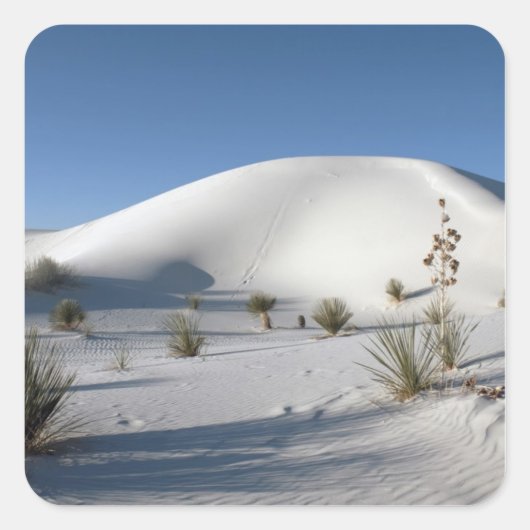 トラバース・ダンズとソアプツリーユッカ スクエアシール (正面)