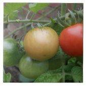 トラフィックライトトマトのタイル タイル (正面)