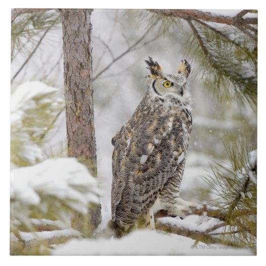 トラフズク タイル (正面)