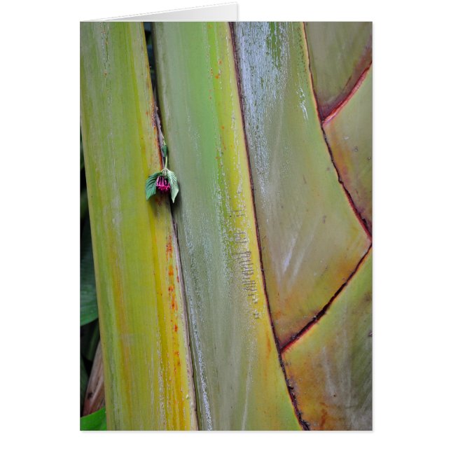 トラベラーズパームツリー (正面)