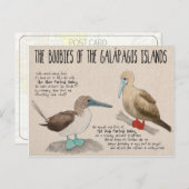 トラベルスケッチ:ガラパゴスの鳥 ポストカード (正面/裏面)