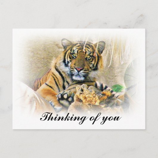 トラムシ、探しています ポストカード (正面)