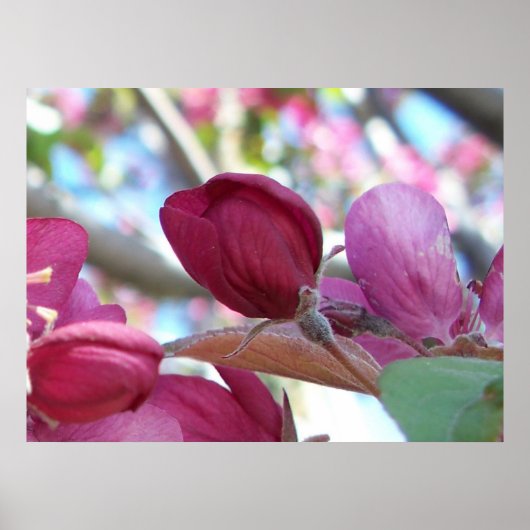 トランキロ ポスター (正面)