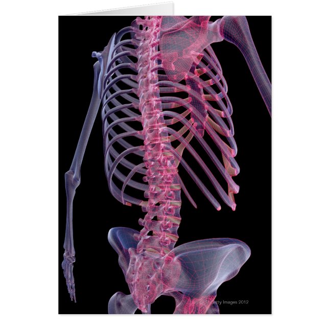 トランクのボーン (正面)