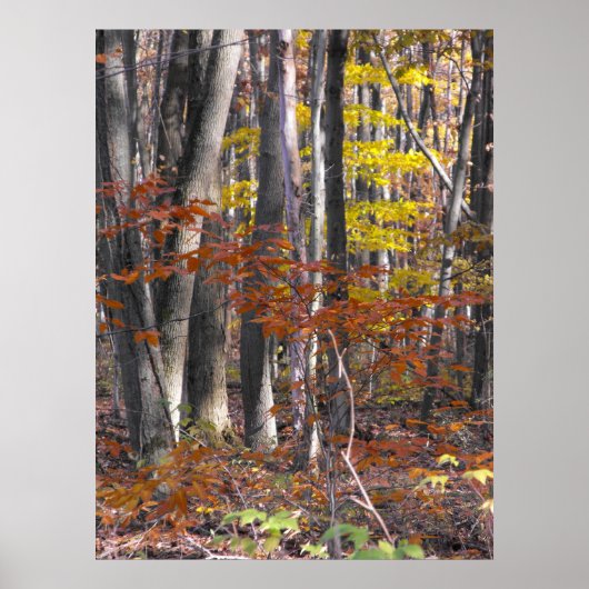 トランクスのポスターが多い ポスター (正面)