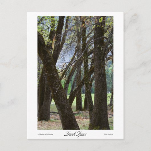 トランク宇宙プリント ポストカード (正面)