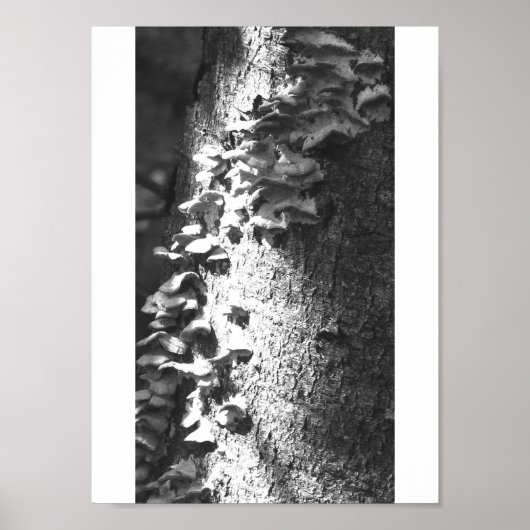 トランク ポスター (正面)