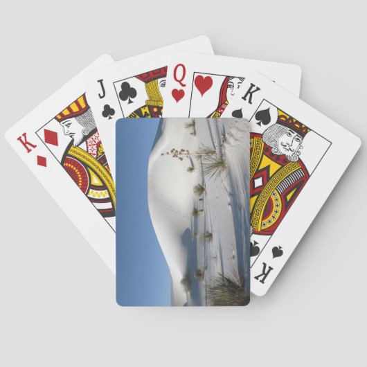 トランバースダネスアンドソープツリーユッカ トランプ (裏面)