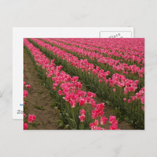 トランプでのピンクチューリップ写真の世界 ポストカード (正面/裏面)
