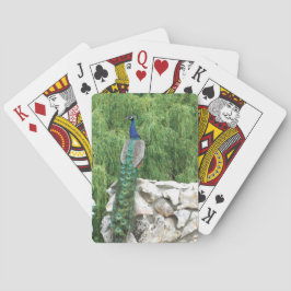 トランプピーコックin garden トランプ