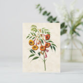 トランペットつる植物ヴィンテージ植物学 ポストカード (スタンド正面)