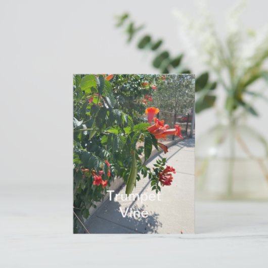 トランペットつる植物標準はがき ポストカード (スタンド正面)