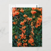 トランペットの花 ポストカード (正面/裏面)