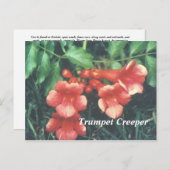 トランペットクリーパー ポストカード (正面/裏面)