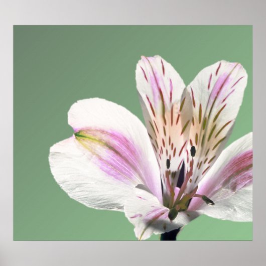 トランペットリリー ポスター (正面)