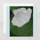 トランペット形白花 招待状 (正面/裏面)