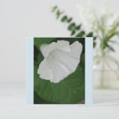 トランペット形白花 招待状 (スタンド正面)