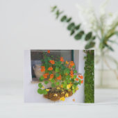 トランペット花 ポストカード (スタンド正面)