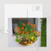 トランペット花 ポストカード (正面/裏面)