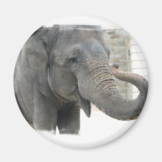 トランペット象の丸ボタン マグネット (正面)