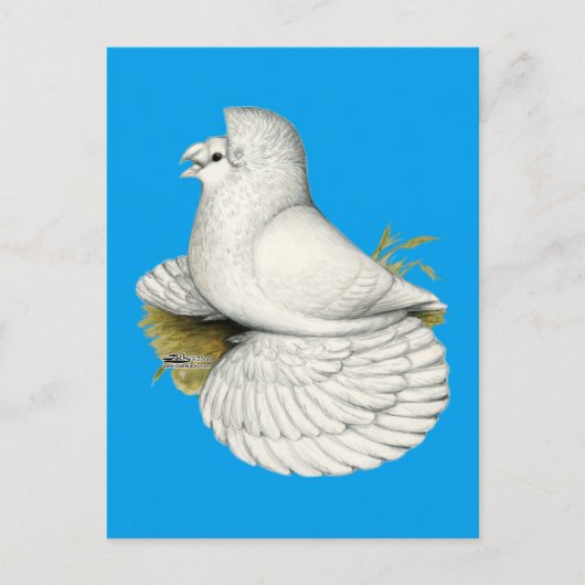 トランペット鳩 白 ポストカード (正面)
