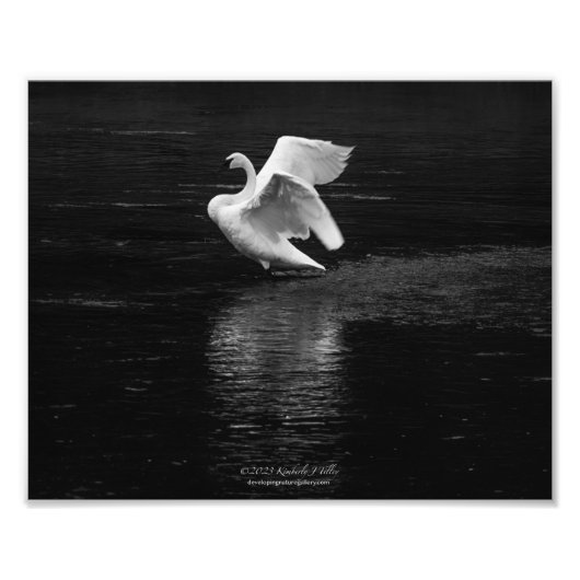 トランペーター白鳥B/w フォトプリント (正面)