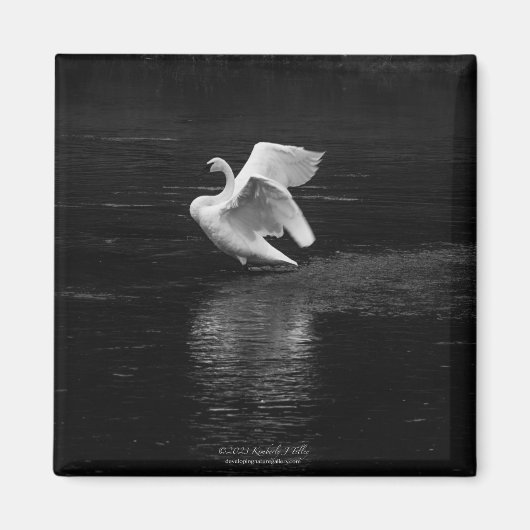 トランペーター白鳥B/w マグネット (正面)