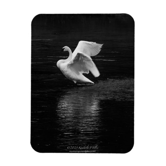 トランペーター白鳥B/w マグネット (縦)