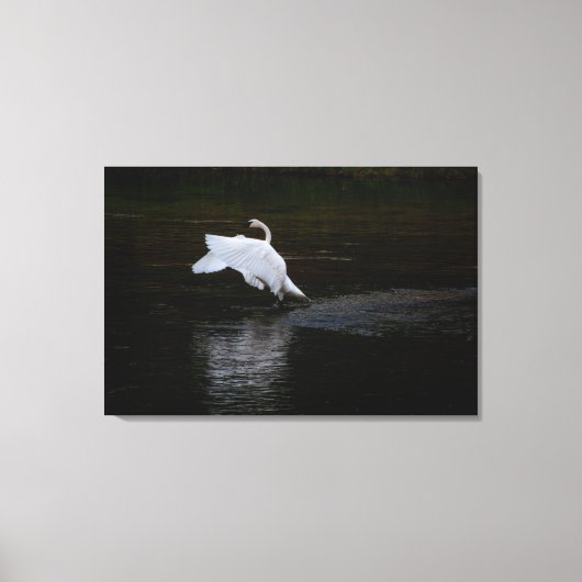 トランペーター・スワン キャンバスプリント (正面)