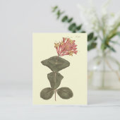 トランペ素晴らしットハニーサックル植物学イラストレーション ポストカード (スタンド正面)