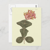 トランペ素晴らしットハニーサックル植物学イラストレーション ポストカード (正面/裏面)