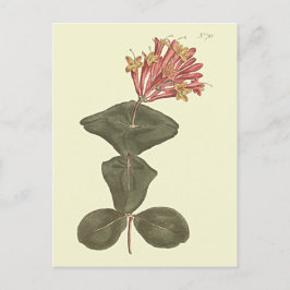 トランペ素晴らしットハニーサックル植物学イラストレーション ポストカード