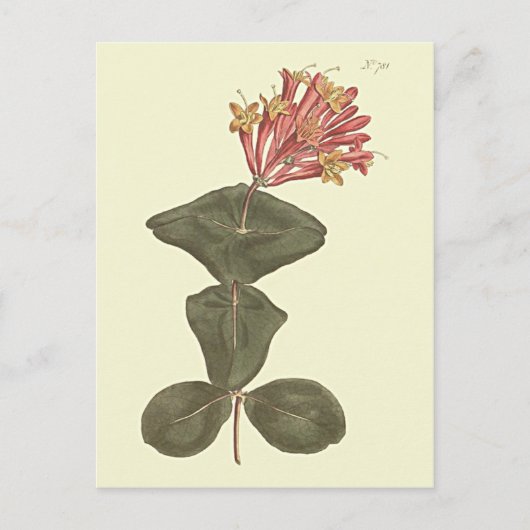 トランペ素晴らしットハニーサックル植物学イラストレーション ポストカード (正面)