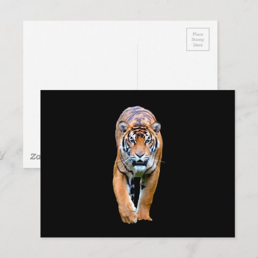 トラ動物 ポストカード (正面/裏面)