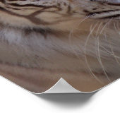 トラ救ガ白ベンガル虎 ポスター (角)