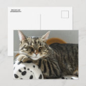 トラ猫のんびり ポストカード (正面/裏面)
