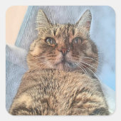 トラ猫のイラストデザイン スクエアシール (正面)