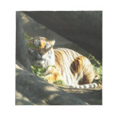 トラ猫の昼寝 ノートパッド (正面)