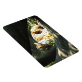 トラ猫の昼寝 マグネット (右側)