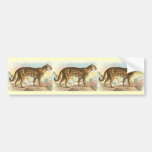 トラ猫 バンパーステッカー (正面)