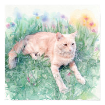 トラ猫